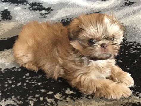 imperial shih tzu puppies for sale near me|tiny imperial shih tzu puppies.